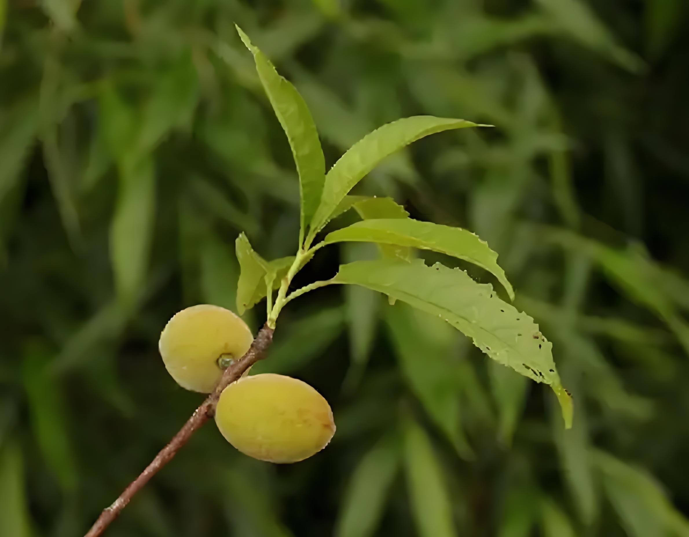 山桃——名称由来,形态细节和主要用处,你了解多少