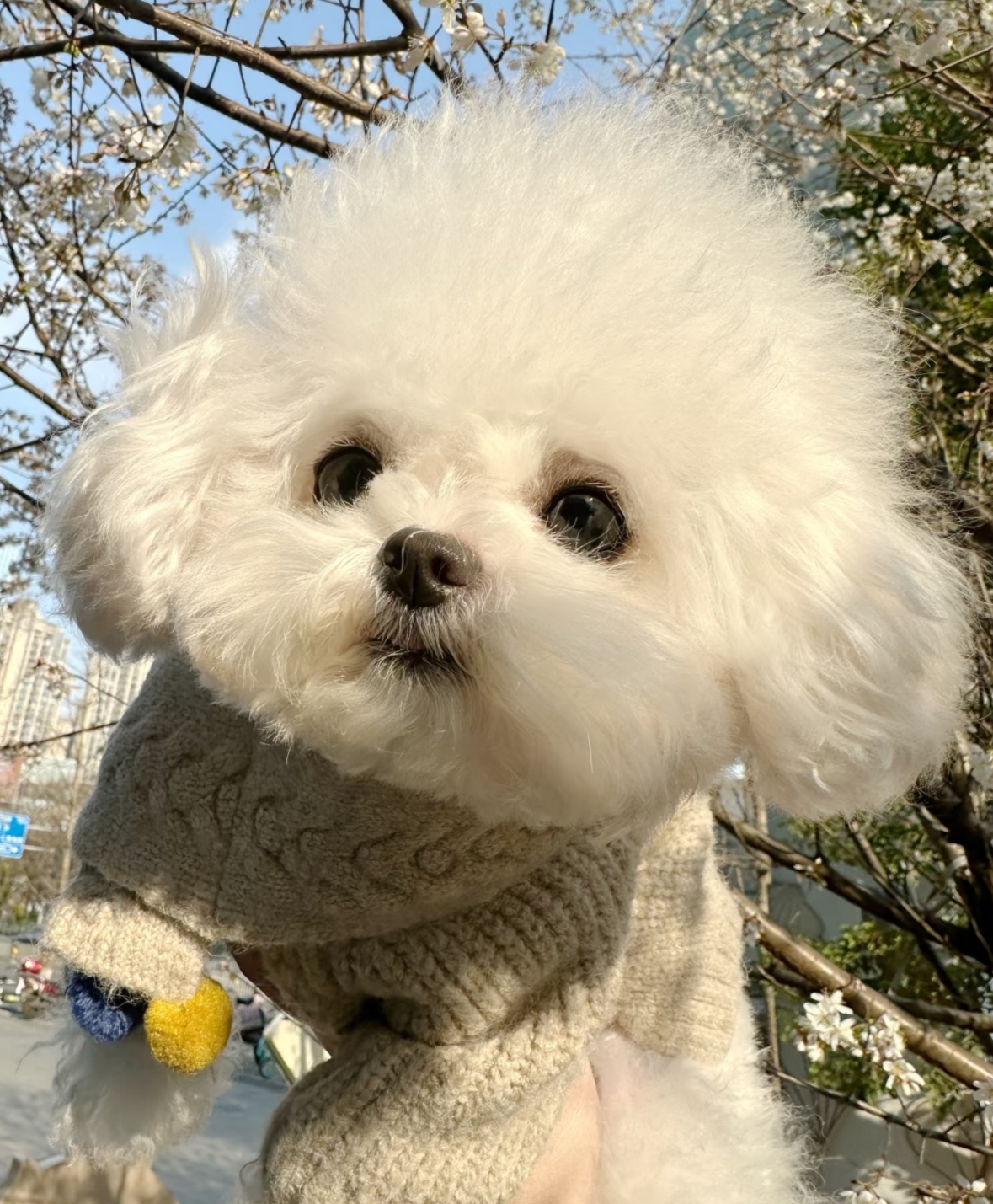 小狗和春天 你也在享受春天的气息嘛