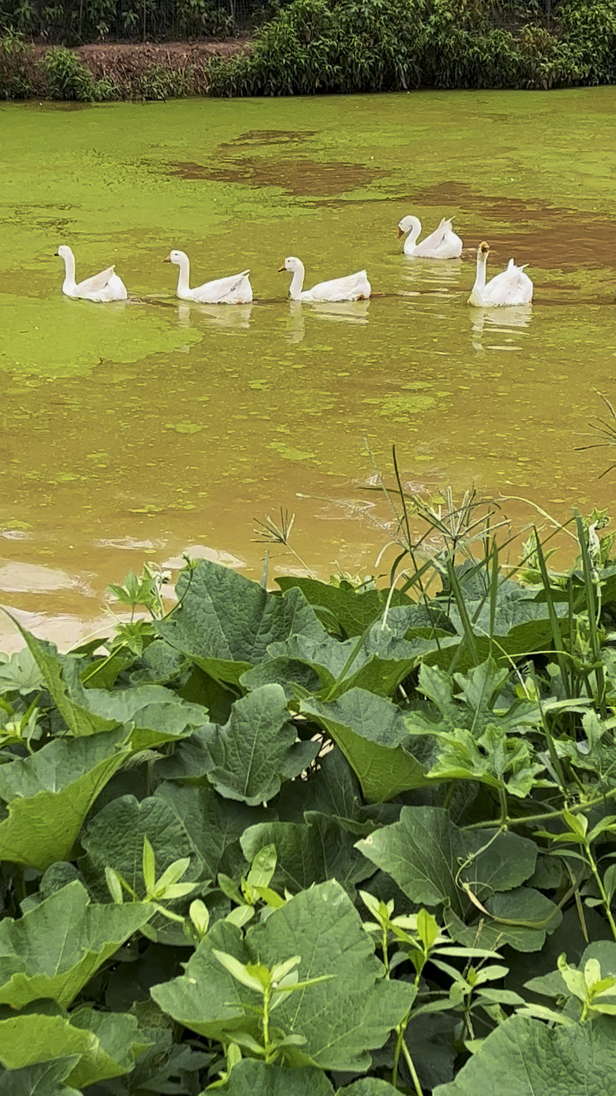 炎炎夏日,看池塘里大白鹅戏水!