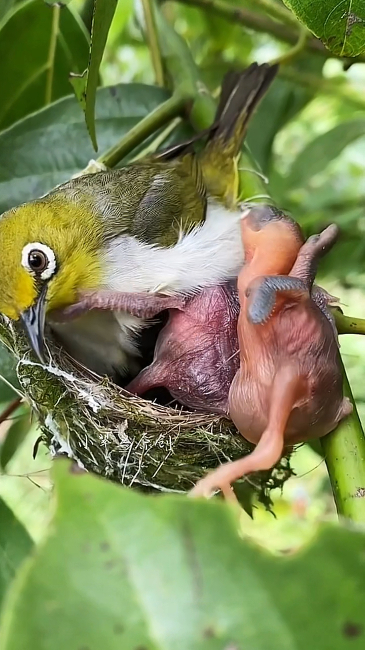 杜鹃鸠占鹊巢,网友看了牙痒痒