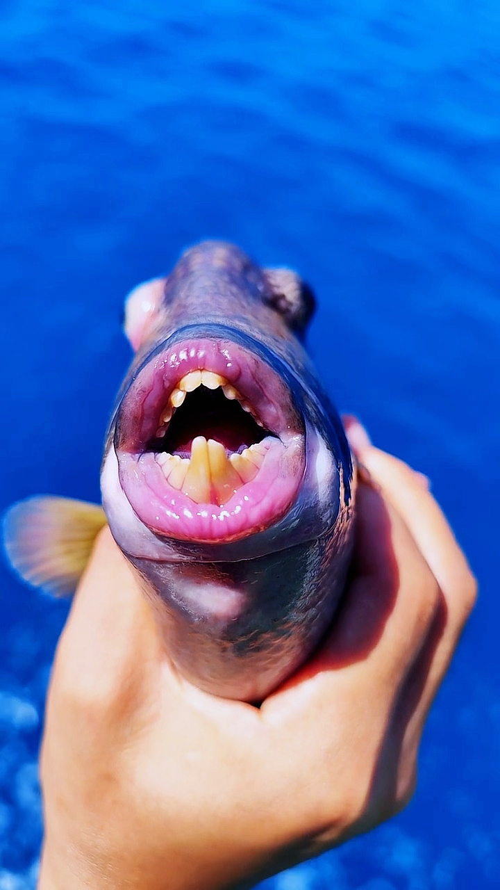 成精了吧?这鱼嘴巴竟然和人嘴巴一模一样