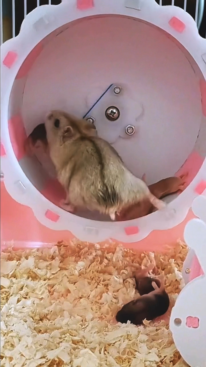 仓鼠妈妈太顽皮了!带着鼠宝宝们玩跑轮
