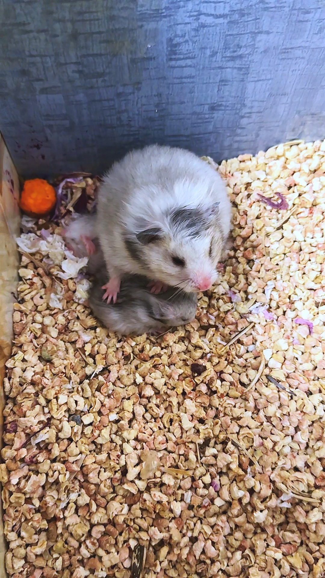 无意间看到这一幕,我都快气炸了!鼠妈妈怎么能把孩子踩在脚下