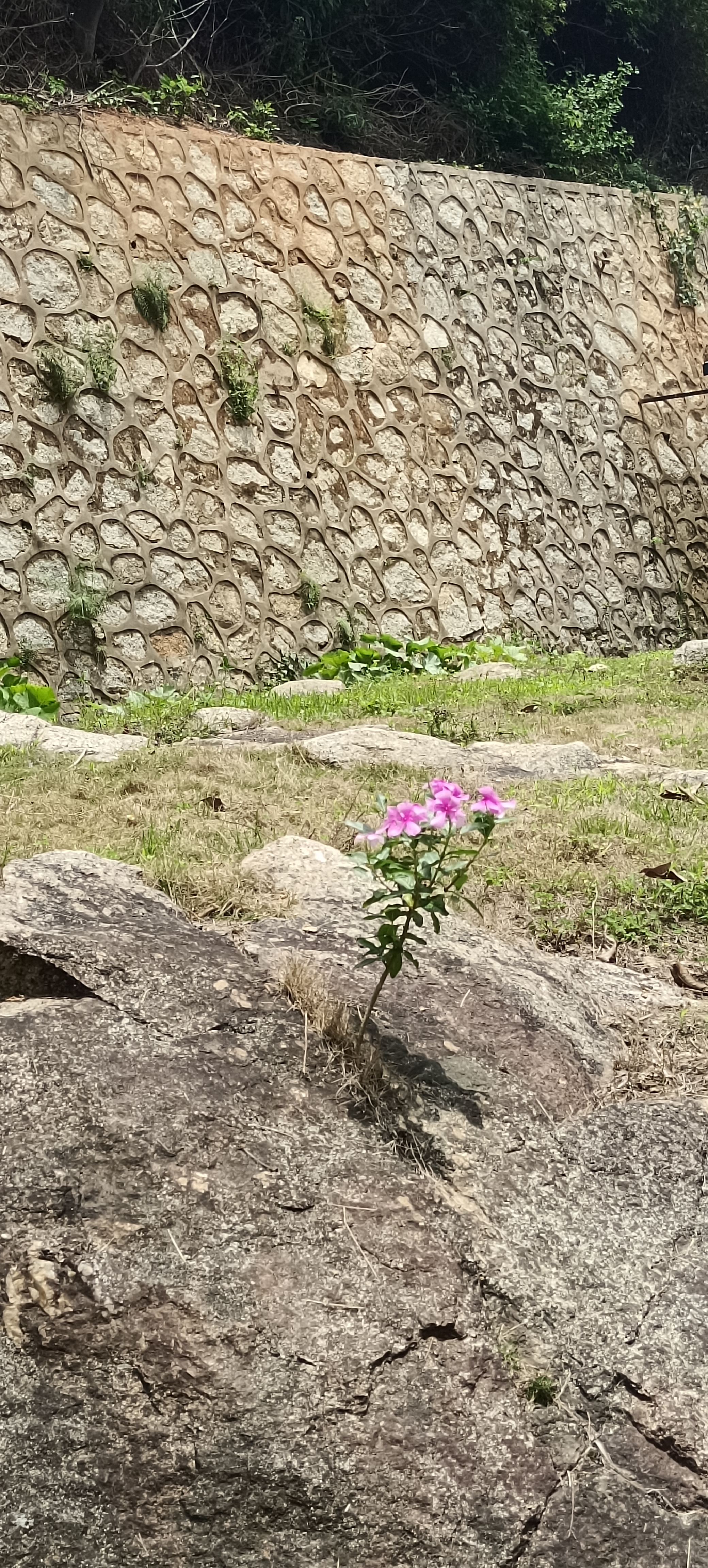在粗糙坚硬的岩石缝隙间,几株开着粉花的植株倔强挺立