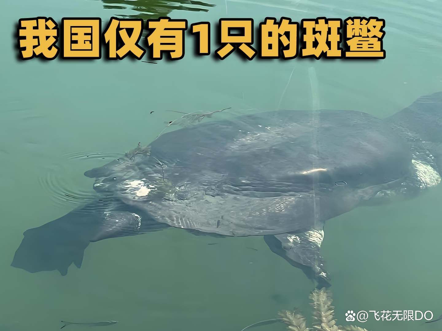 中国珍稀动物仅剩一只