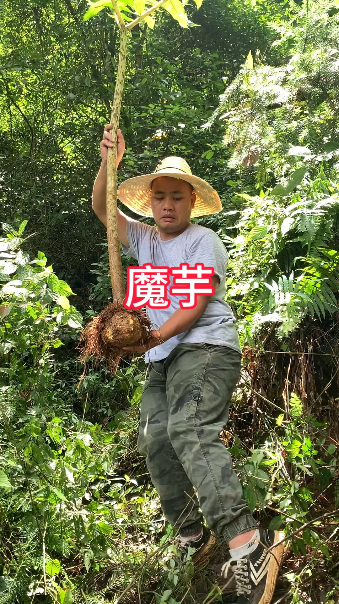 农村生活,一日一植物,三农,魔芋