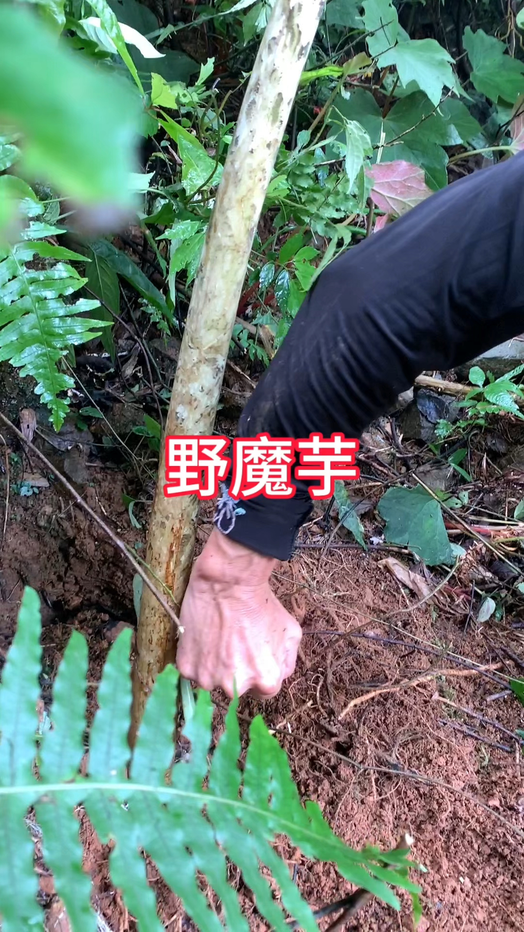 农村生活,一日一植物,三农,野魔芋