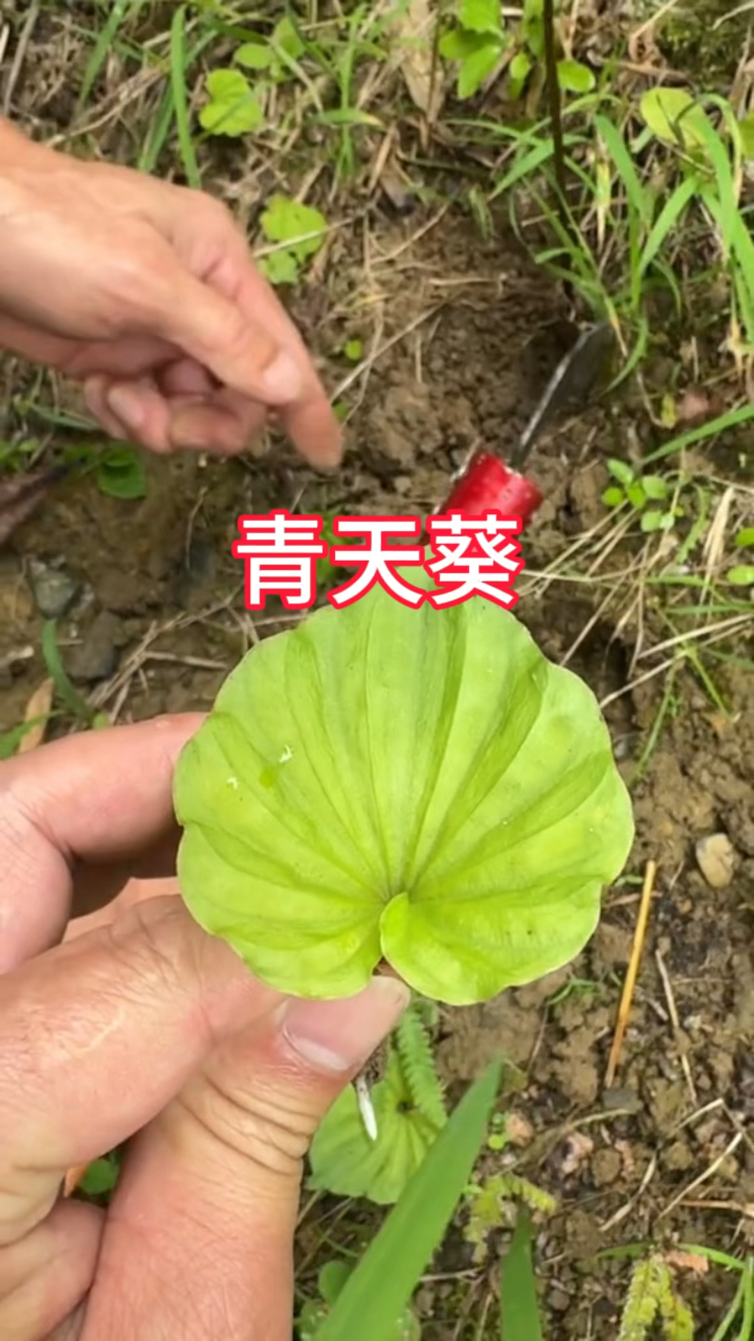 农村生活,一日一植物,三农,深深罕见的青天葵