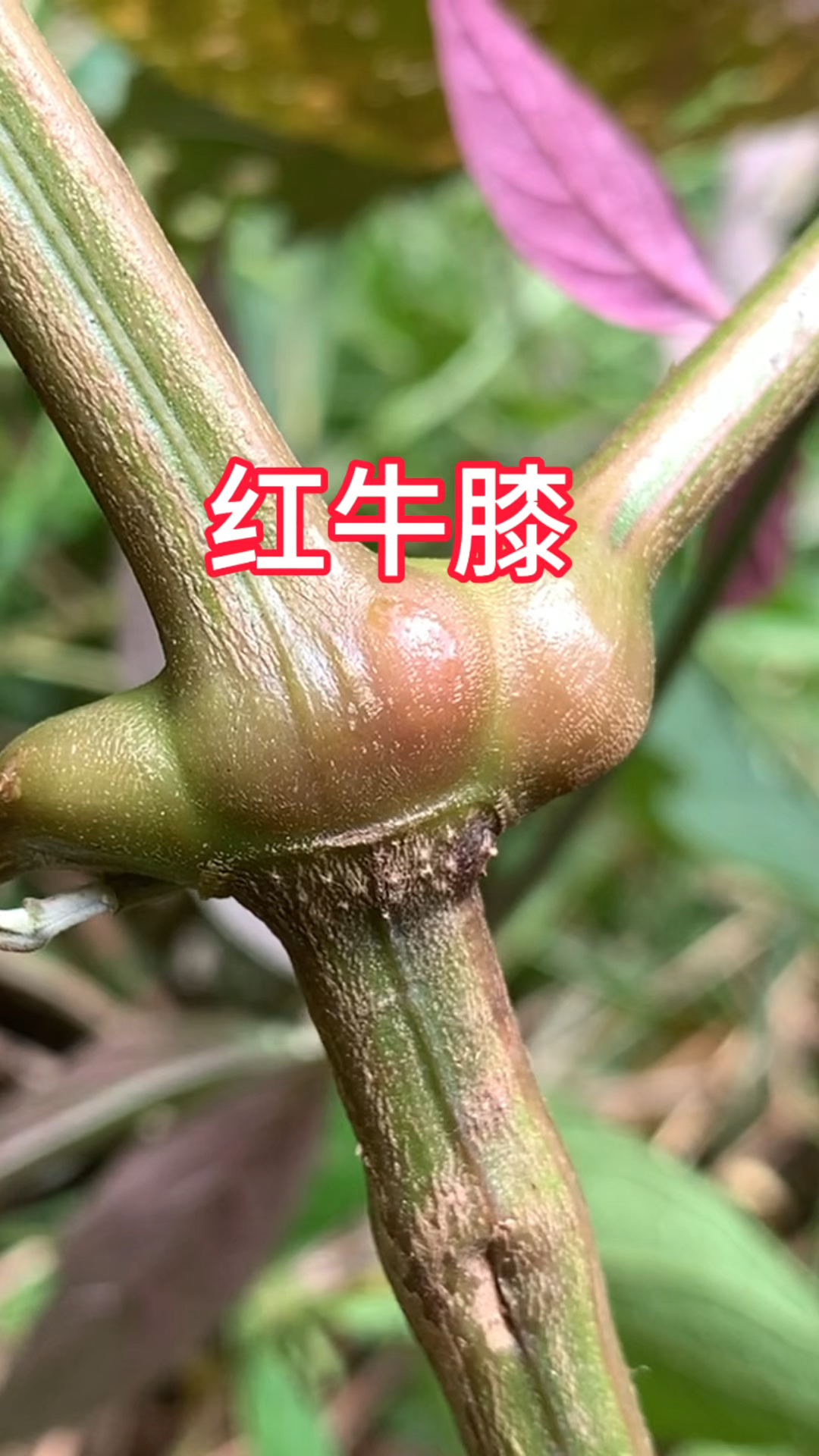 红牛膝的作用图片