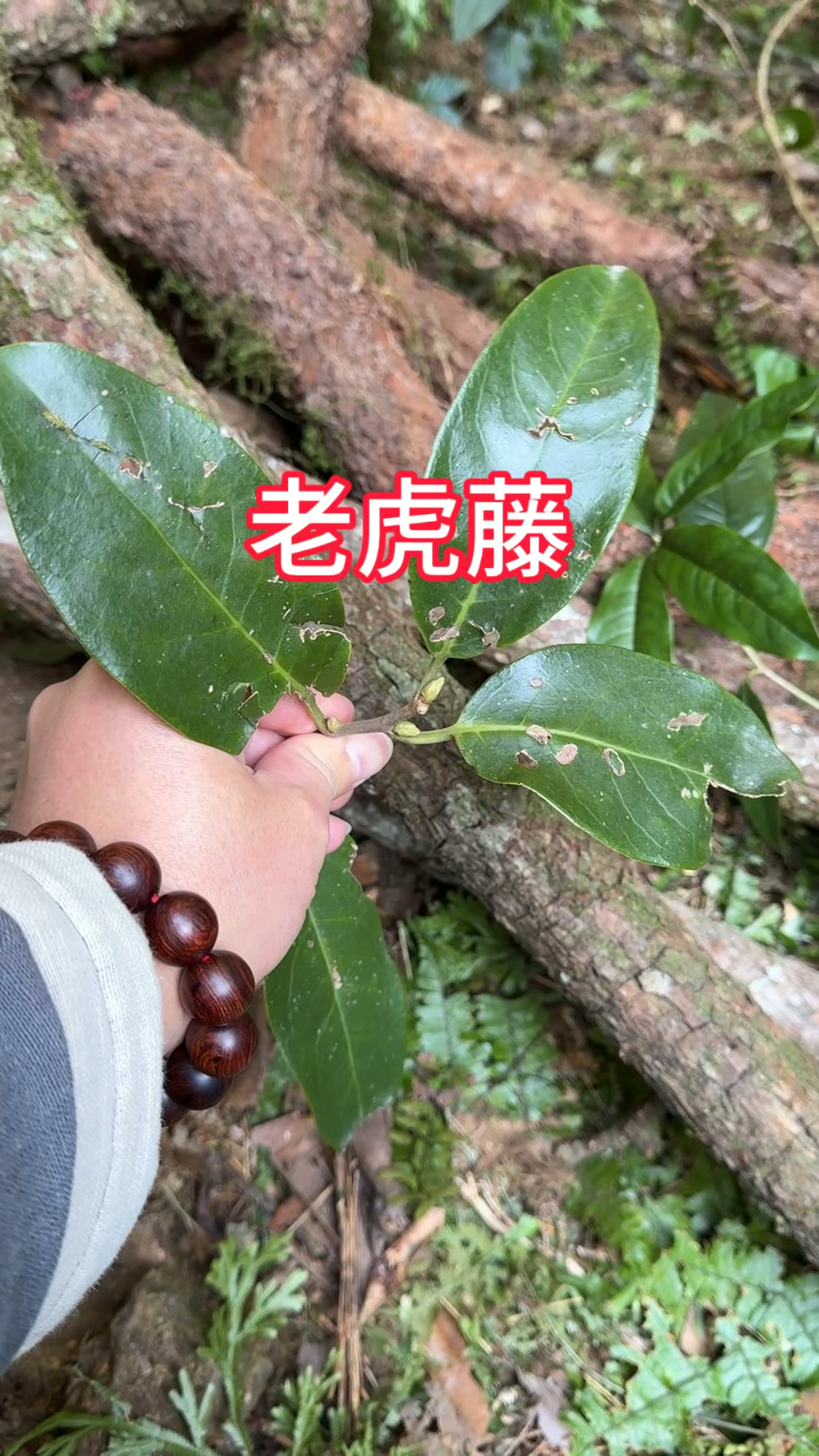 农村生活,一日一植物,三农,找到了罕见的黑老虎