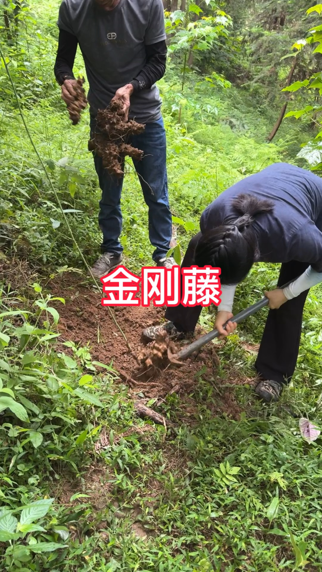 农村生活,一日一植物,三农,金刚藤
