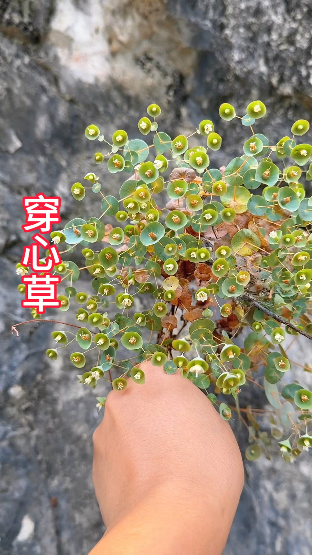 农村生活,一日一植物,三农,穿心草