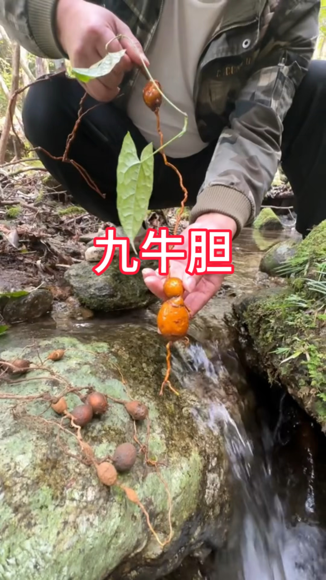 农村生活,一日一植物,三农,九牛胆