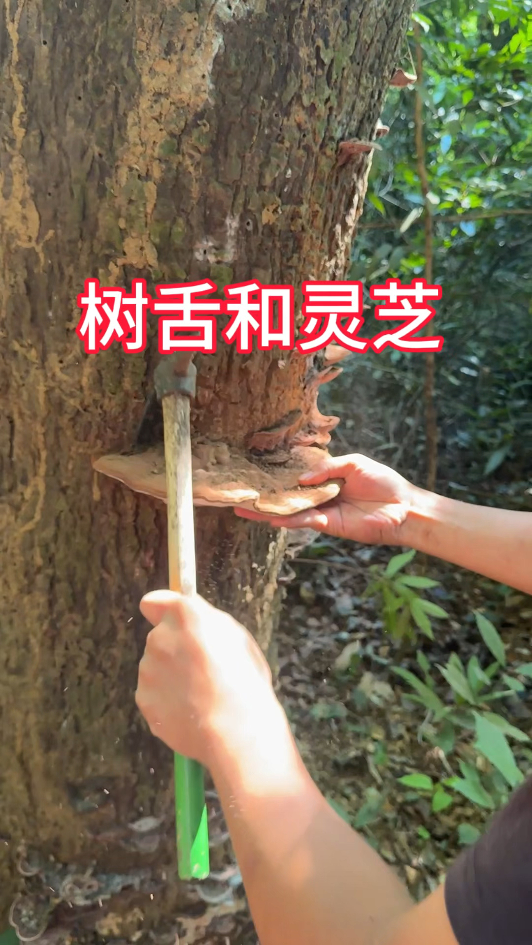 农村生活,一日一植物,三农,树舌和灵芝