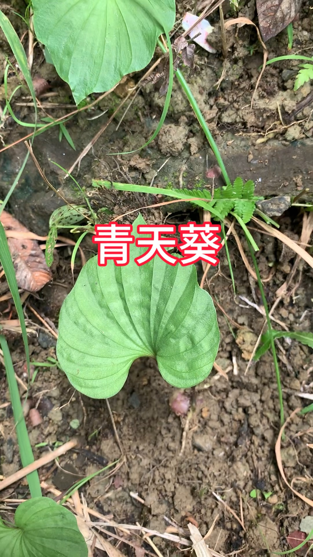 农村生活,一日一植物,三农,青天葵