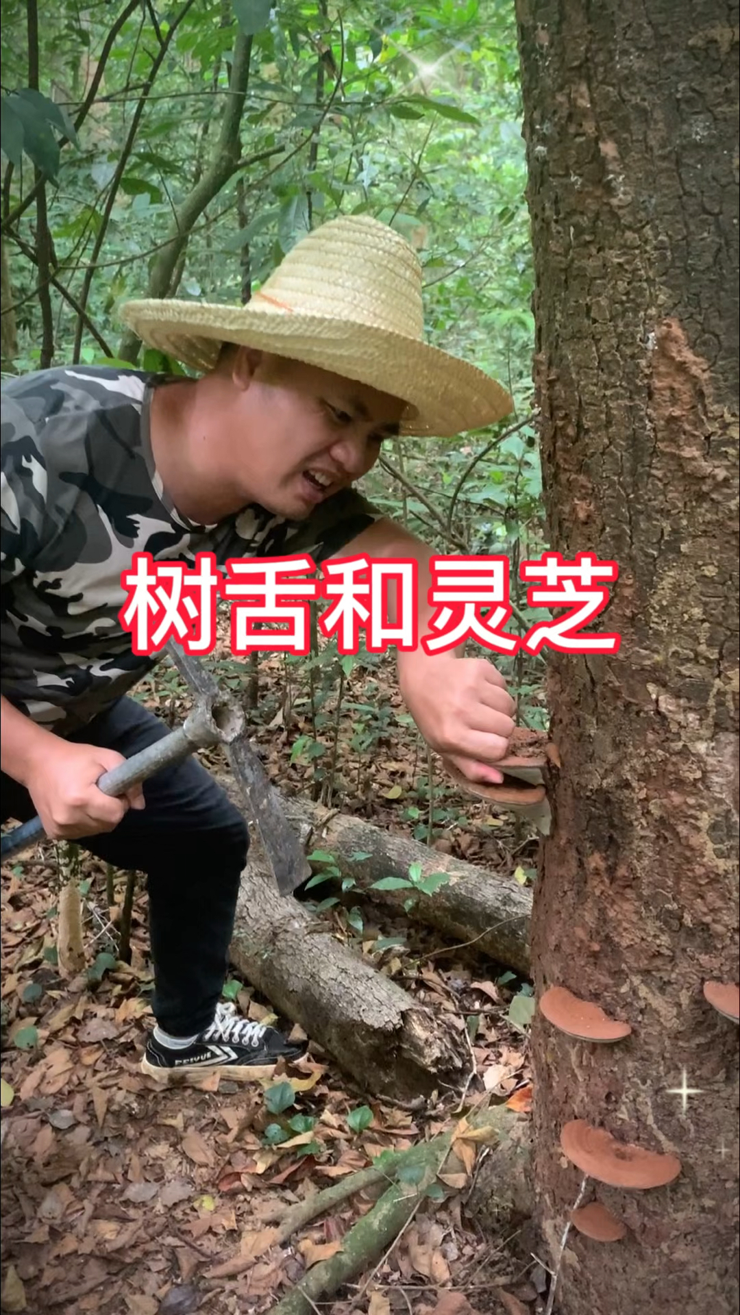 农村生活,一日一植物,三农,树舌和灵芝