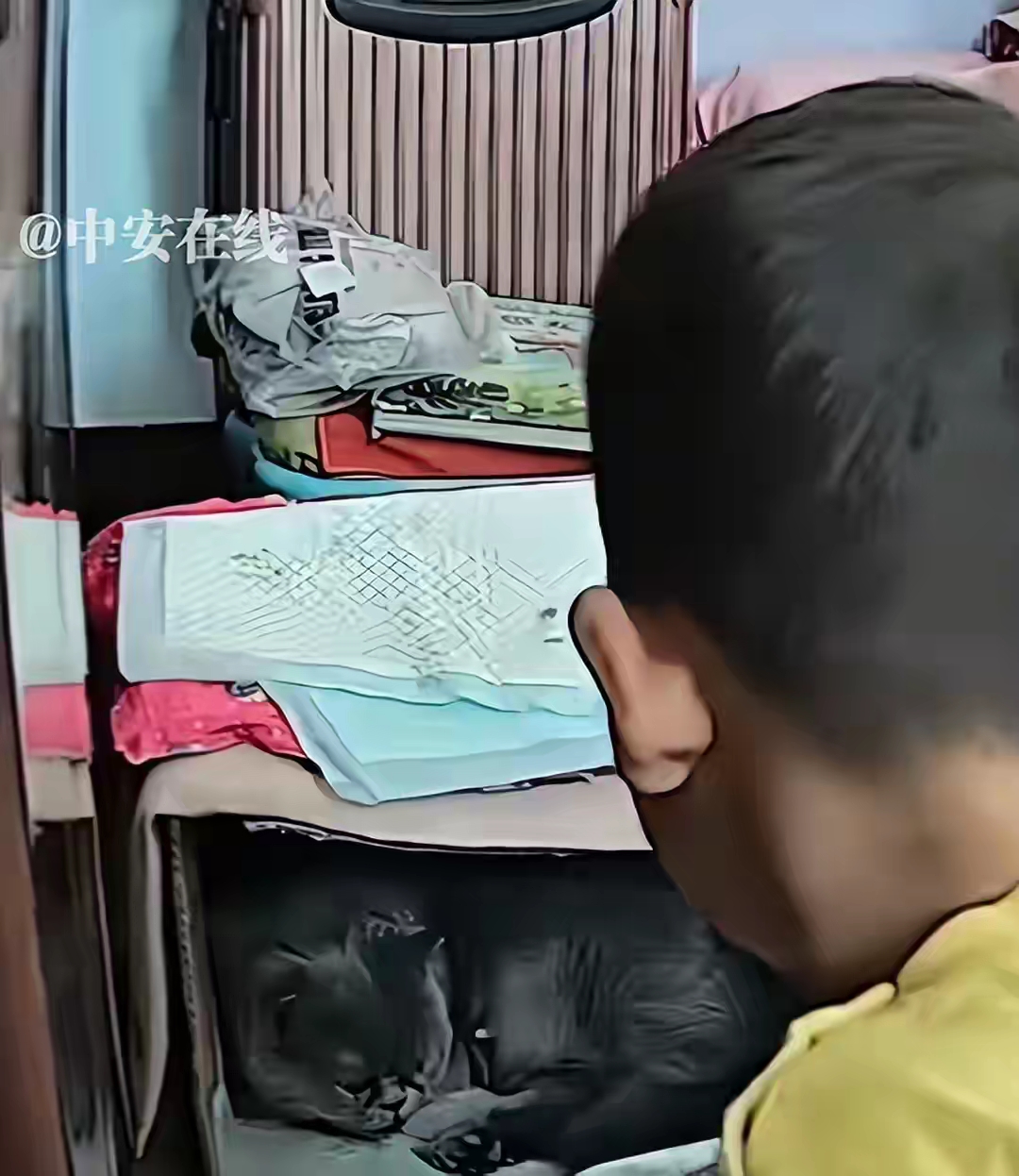 9月19日女主人家蓝猫生三只未睁眼的奶猫21日姐姐带孩子来玩男童