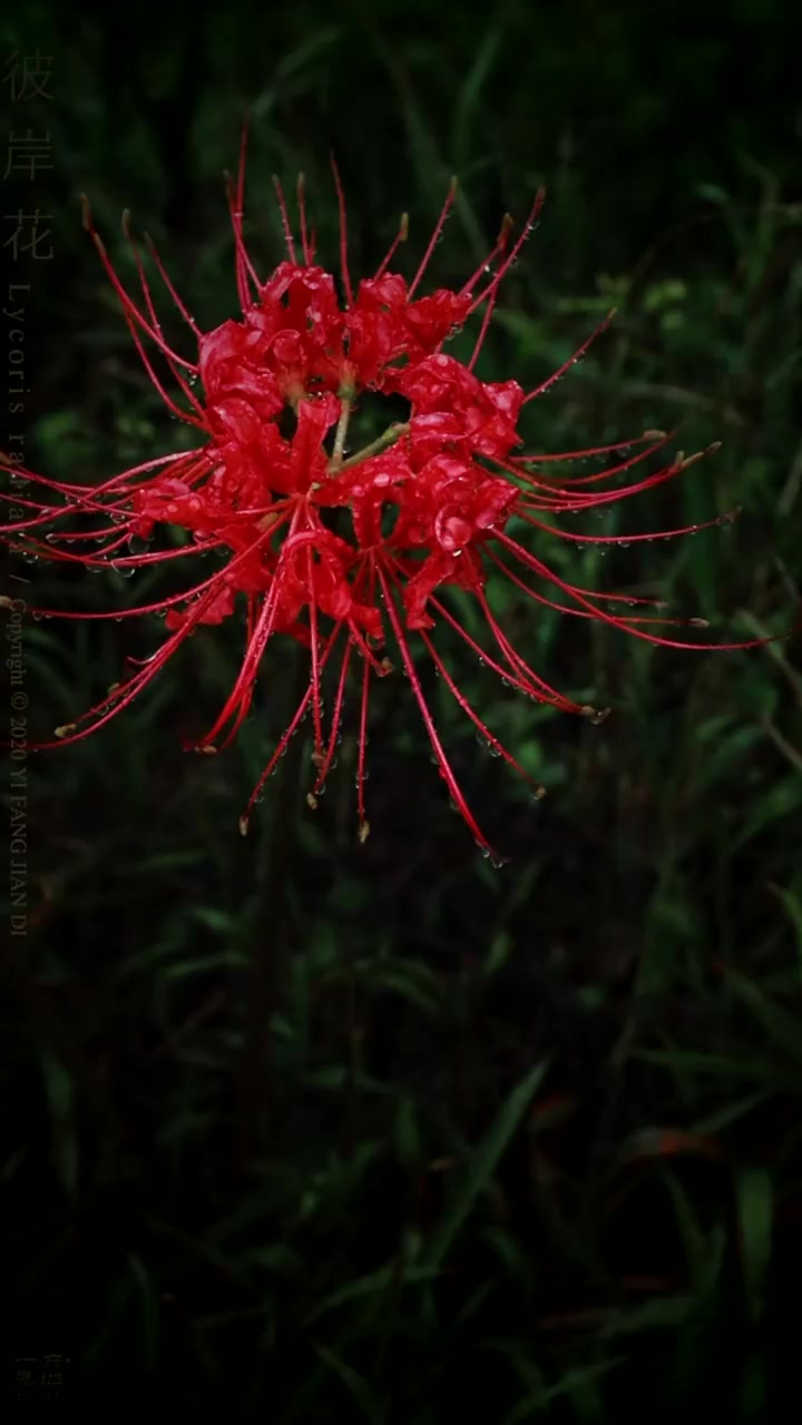 彼岸花壁纸
