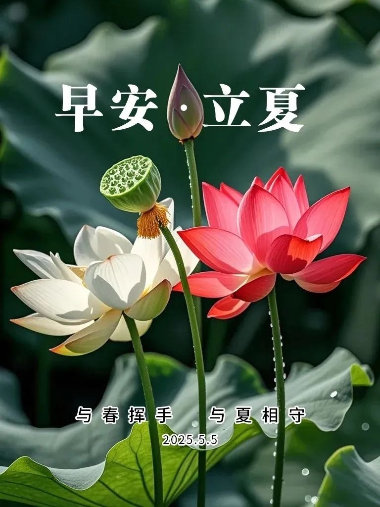 早安;今日立夏,祝君长夏安宁,万事胜意,立夏安康