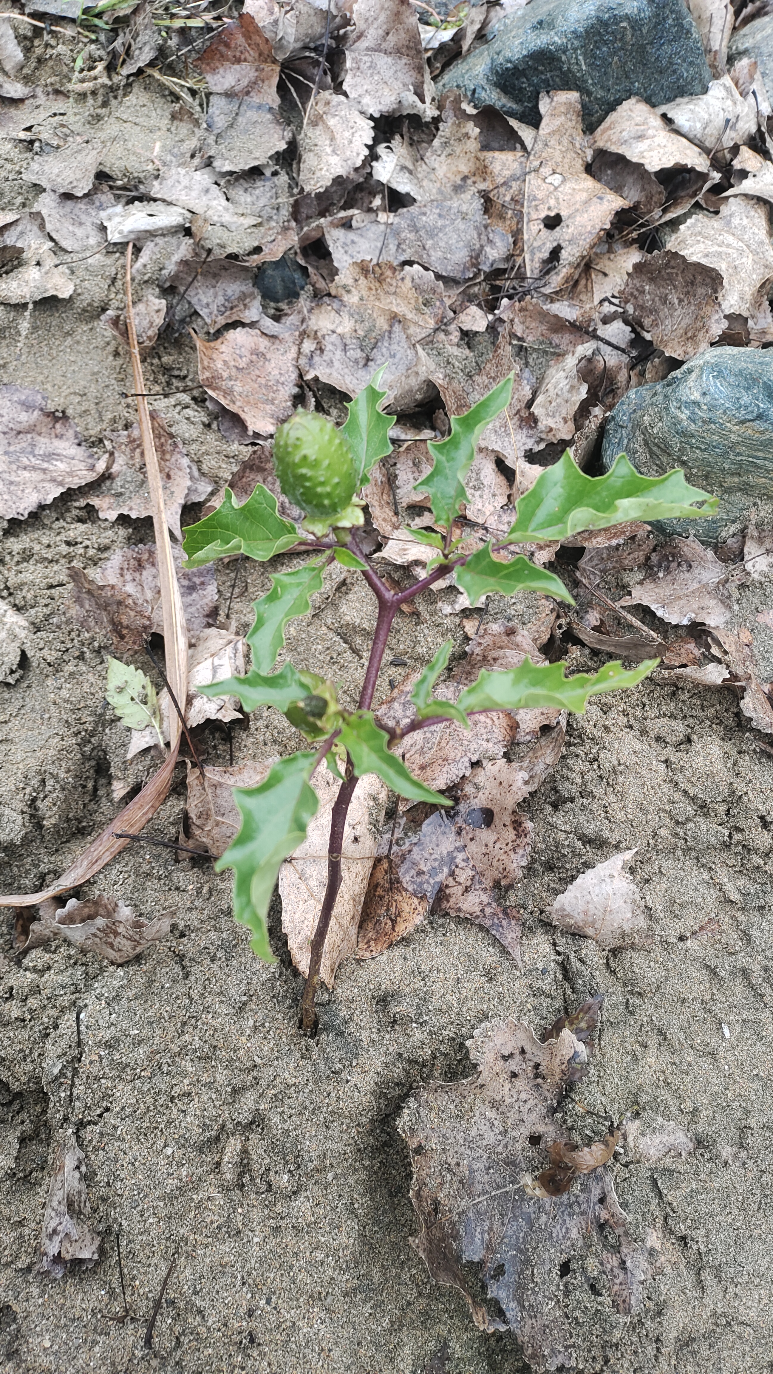 这是什么果实,能吃吗?河边看到的