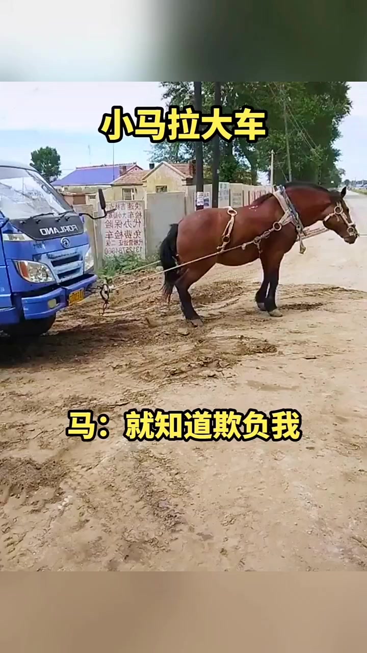 小马拉大车,马:就知道欺负我!