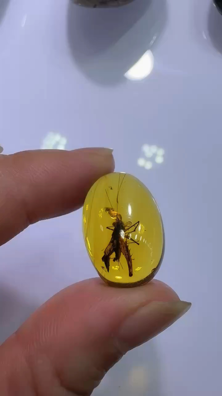 探秘天然琥珀：自然界的瑰宝与未来趋势