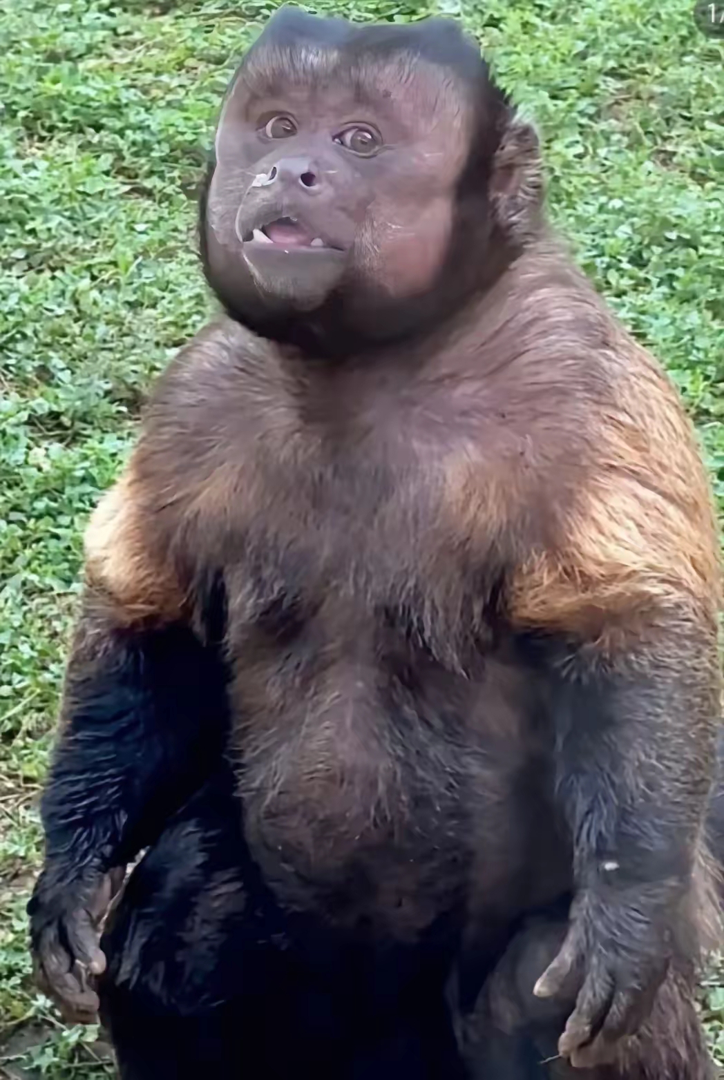 合肥野生动物园黑帽悬猴"大壮"因国字脸走红,成为近年来为数不多的新