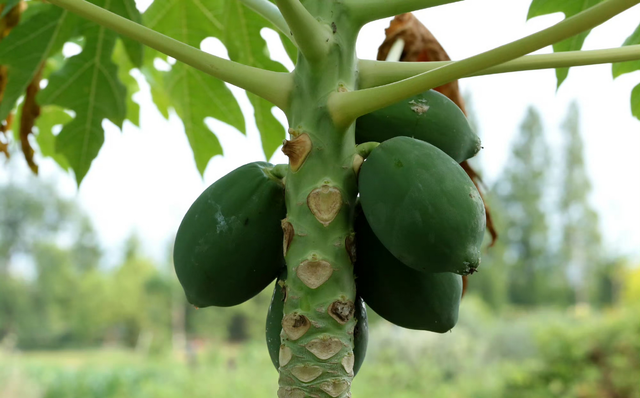 【番木瓜】(木瓜) carica papaya,番木瓜科番木瓜属.