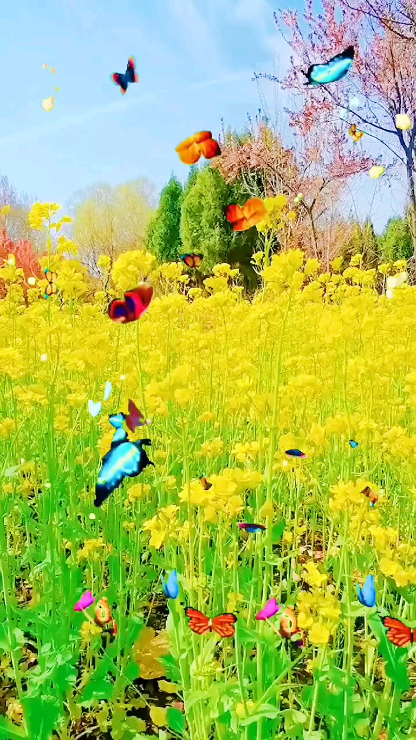油菜花,蝴蝶飞呀飞,漂亮