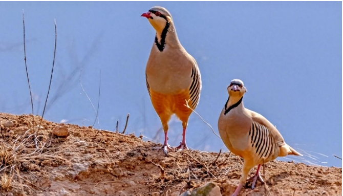 16年山西大叔深山偶遇"呱呱鸡",喂养6年,发现是巴基斯坦国鸟