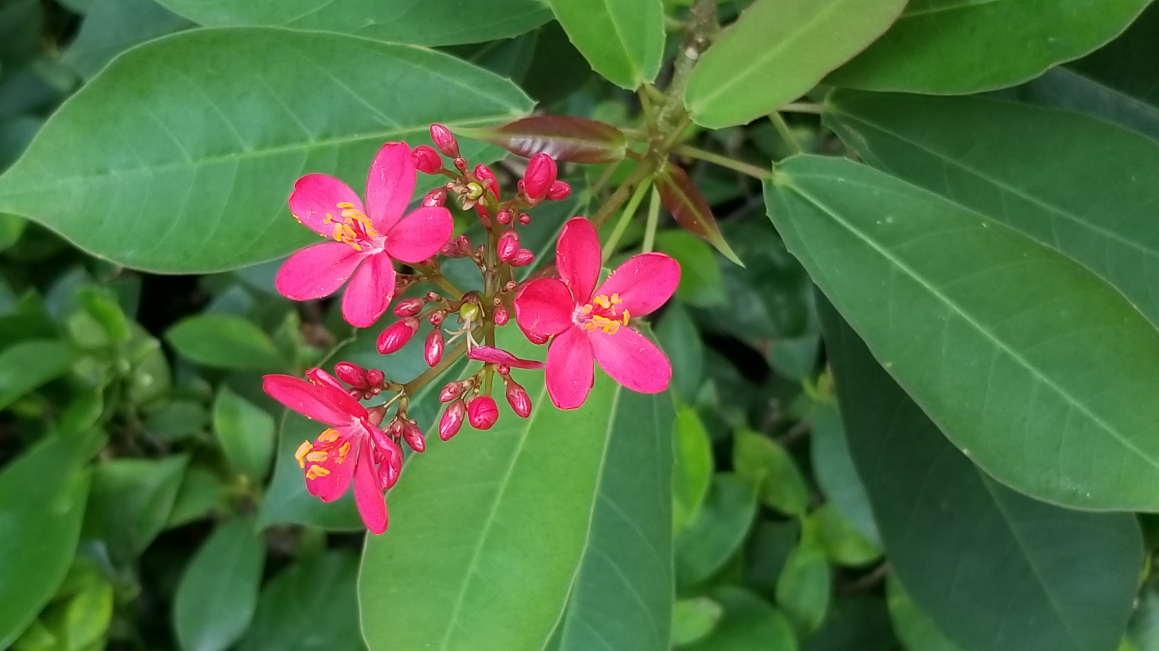 琴叶珊瑚花图片图片