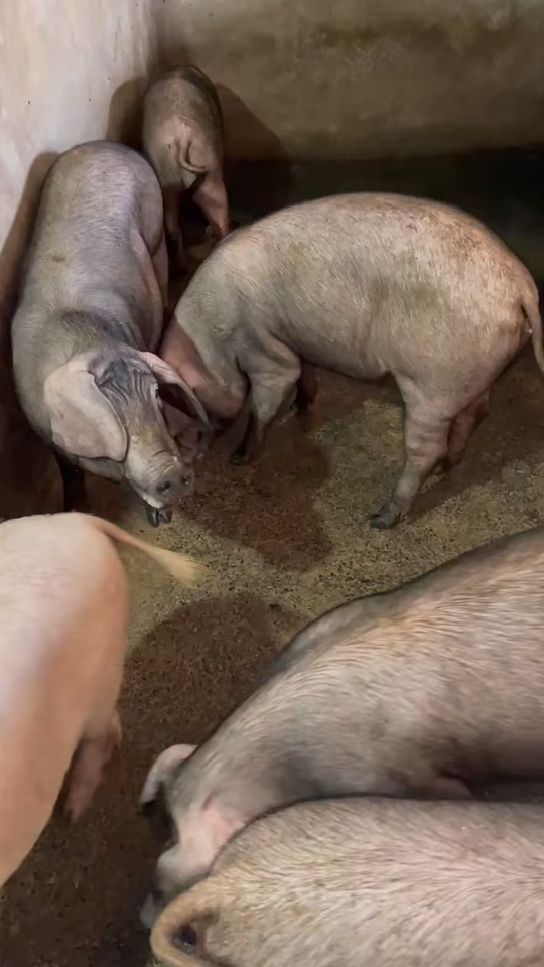 梅山配杜洛克后代杜梅母猪