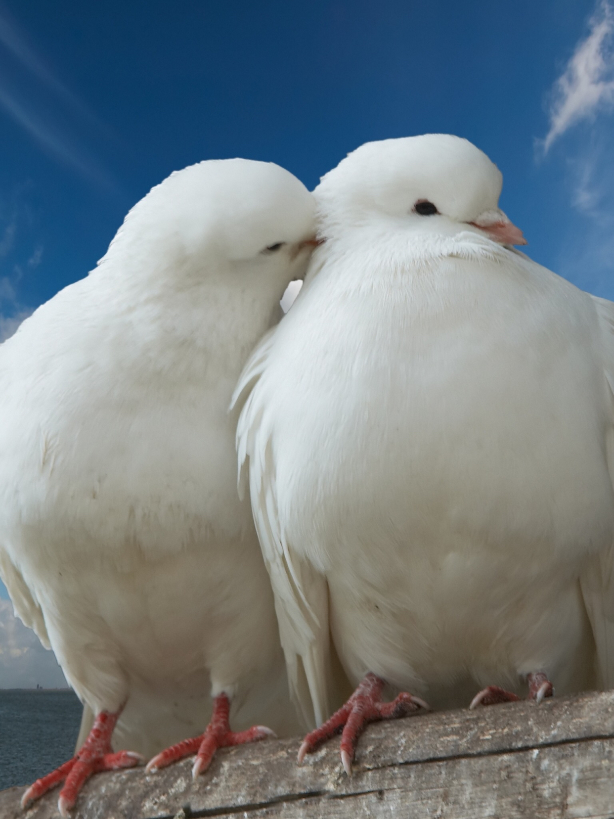 令人羡慕的动物爱情,动物都虐单身狗了