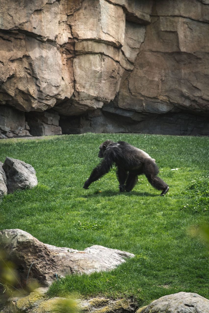 动物园大猩猩被发现在直立行走,在印度尼西亚的某些岛屿上,当地土著的