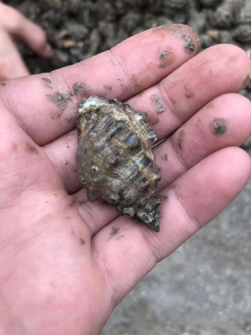 晚上八点海边捡螺