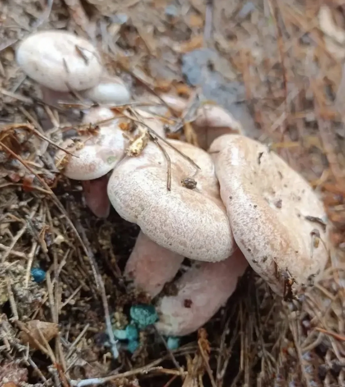 网友:山上遇到的一种蘑菇,想问问这个能吃吗,吃了会直接躺板板吗?