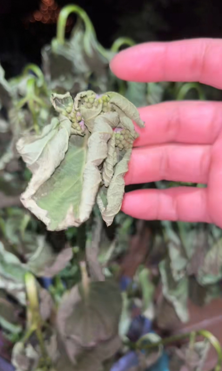 出门游玩三天回来,满头花苞的魔幻紫水晶就成这样了,问问大家还有救吗