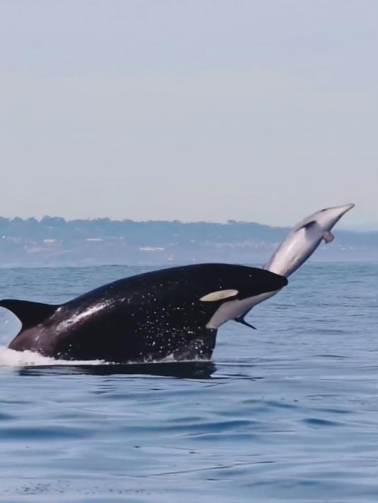 海洋里的扛把子,虎鲸也叫杀手鲸,智商爆表