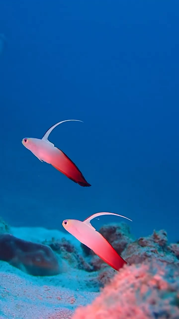 大海里的小鱼,你见过这么可爱的小鱼么?这也太好看了