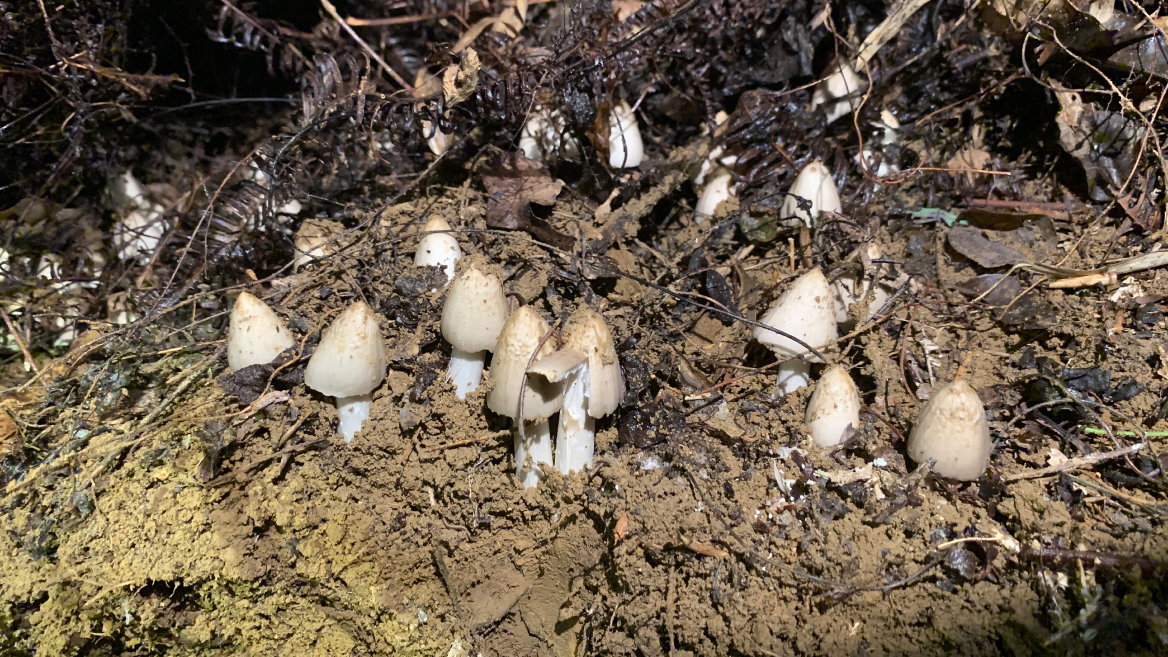 长见识!原来鸡枞菌是这样生长的!