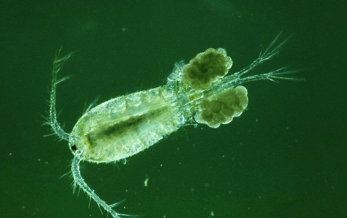 助你成为水蚤养殖达人:快速培养大量水蚤的窍门大揭秘!