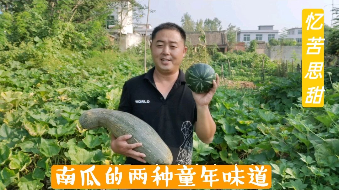 秋天的味道,童年的记忆,摘两个南瓜做点小时候的美味