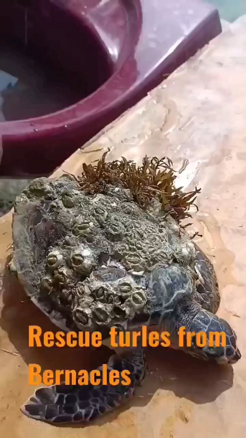 海龟全身爬满藤壶女子出手相救