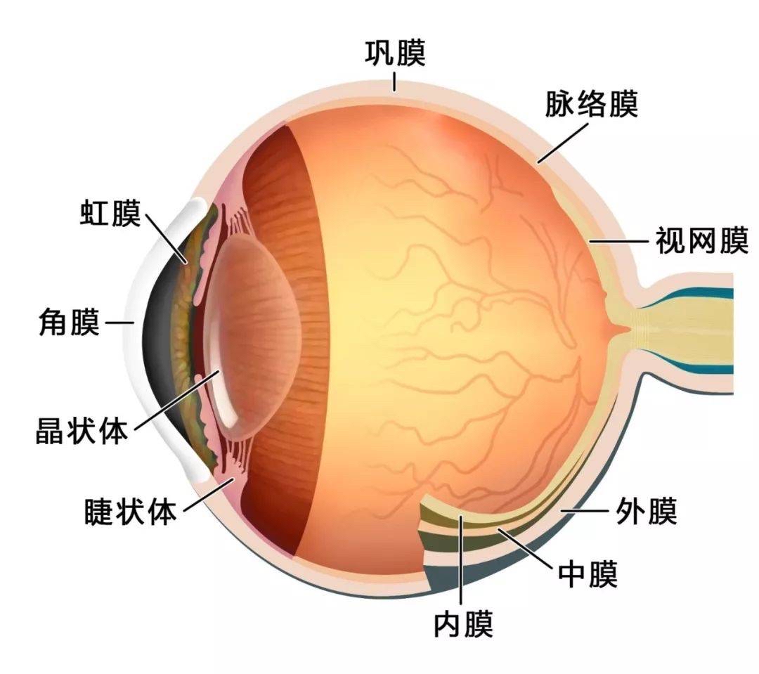 人類視覺系統的工作原理和科學原理解析