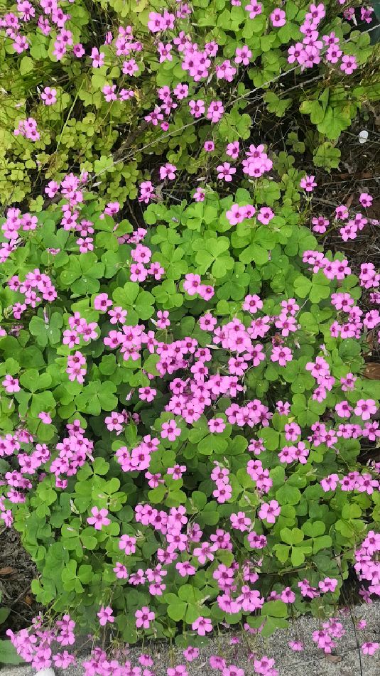 幸运草开花了,看看谁有运气看到