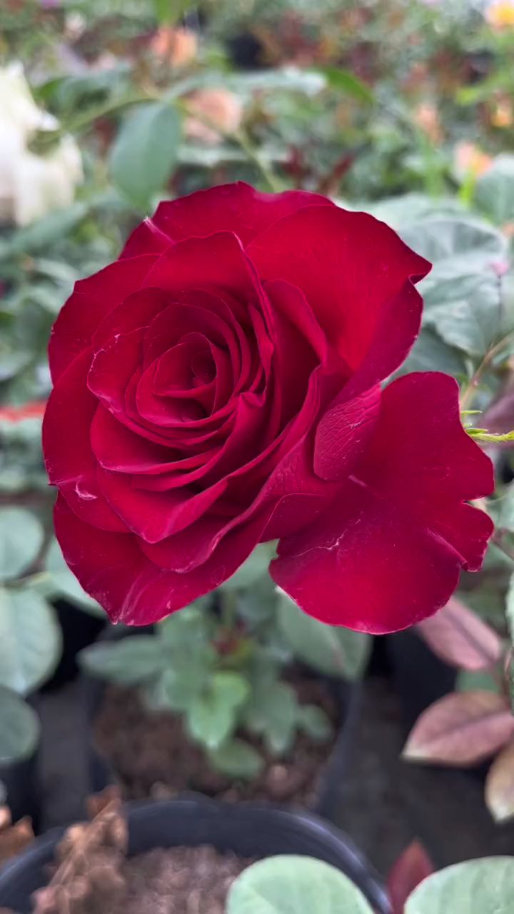 高原红高杯切花玫瑰,高级丝绒质感!你有吗?