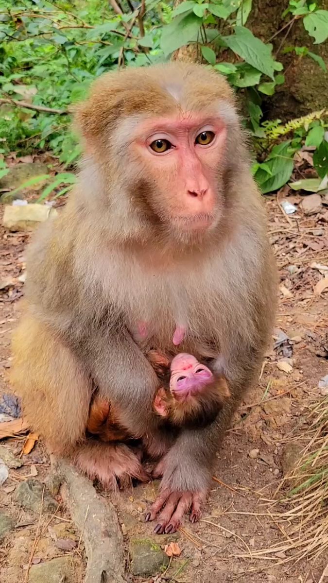 刚出生的小猴子