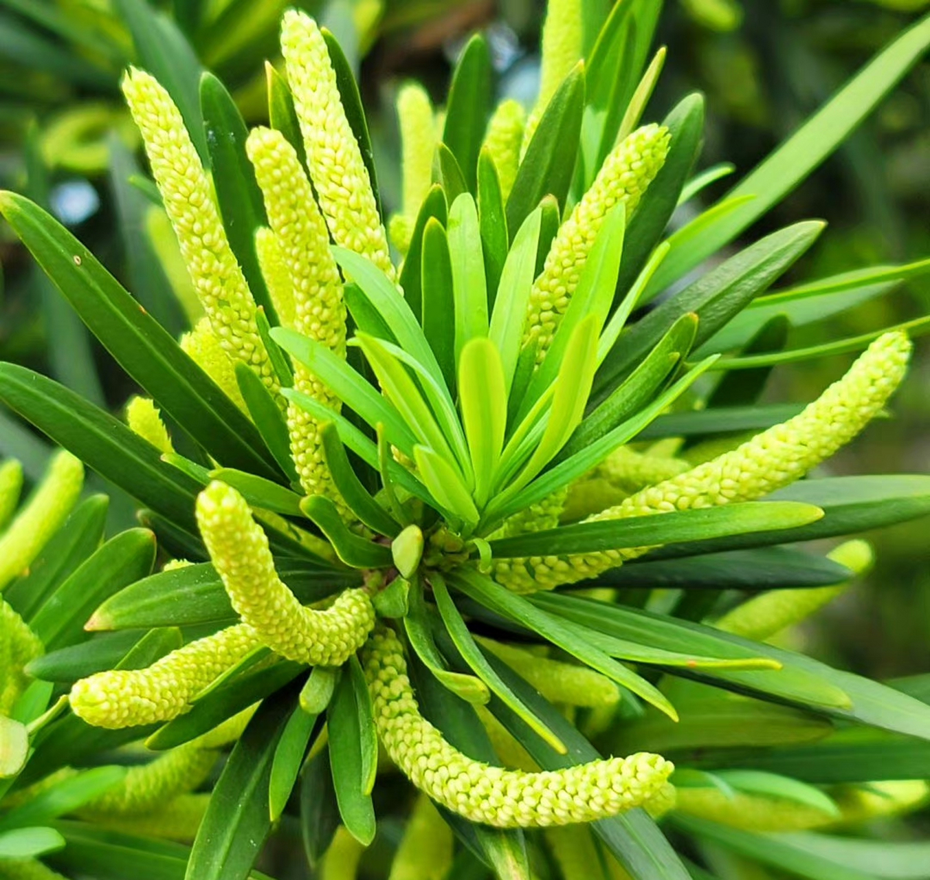 罗汉松,是罗汉松科罗汉松属乔木.花期4—5月,种子8—9月成熟.