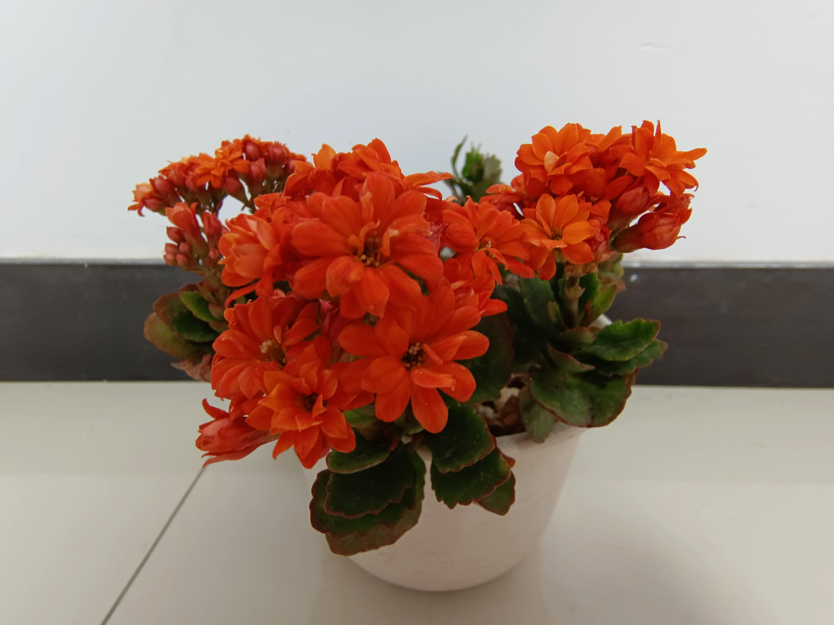 橙色重瓣长寿花实物真的太美了,拍出来颜色有点偏红, 实物更好看