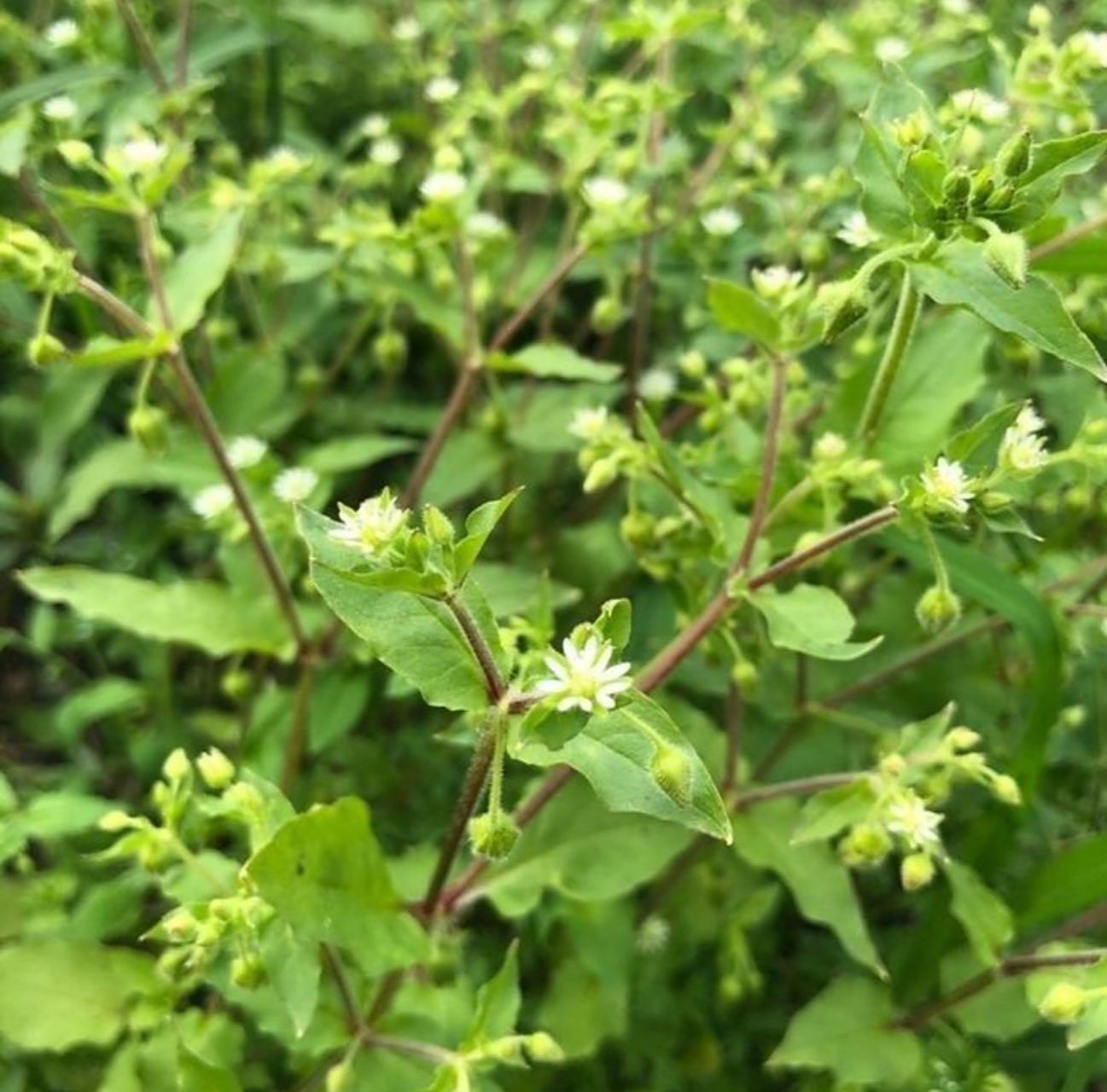 乡下随处可见的一种野,草鹅肠草,如今很有价值 今天我们来了解一下,农